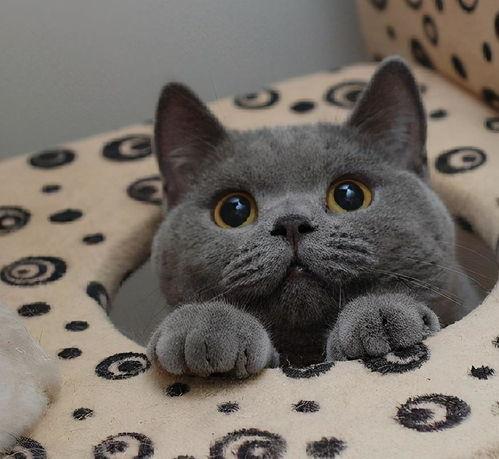 蓝猫图库吃瓜头像,吃瓜头像，趣味横生的视觉盛宴