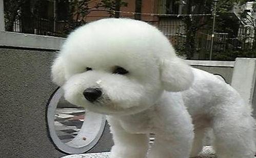 比熊犬可以吃瓜吗,比熊犬能否享用美味瓜果？揭秘瓜类对狗狗的适宜性