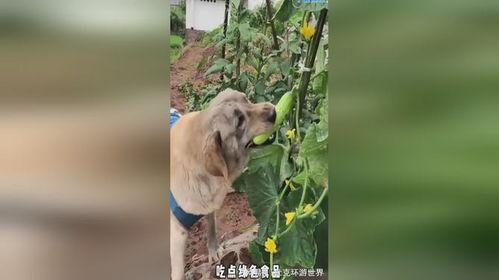小狗吃瓜的心情,小狗欢愉时光