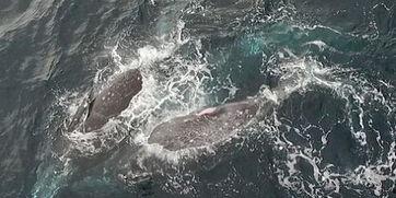 戏鲸吃瓜,揭秘娱乐圈的幕后故事