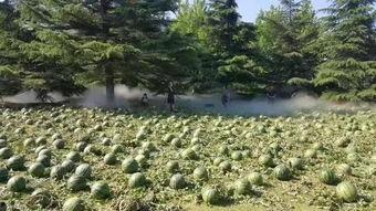 武汉美术学院吃瓜,吃瓜群众眼中的校园风云