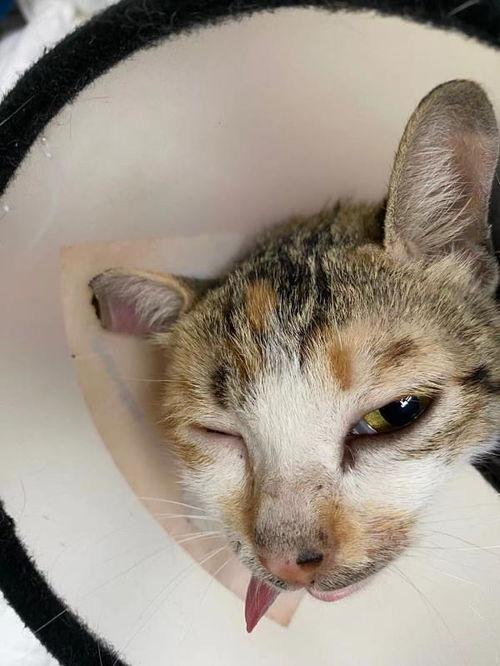 吃瓜猫仔,揭秘娱乐圈幕后故事