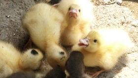 吃瓜鸭小号,网络红人的幕后故事