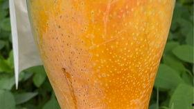 甲亢可以吃芒瓜吗,芒瓜的适宜与禁忌