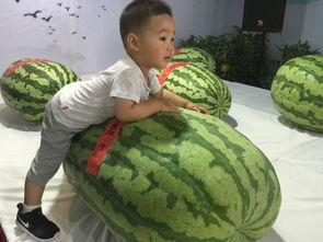 威海吃瓜群众事件,网络舆论的风暴与反思