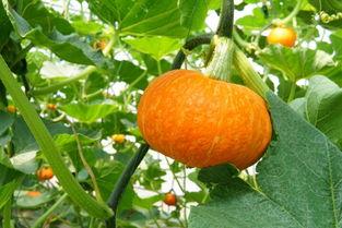 吃瓜主角照片,揭秘吃瓜主角的神秘面纱