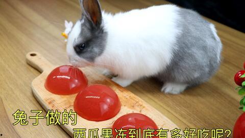 兔子吃瓜视频
