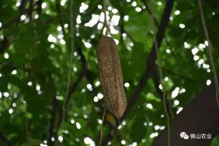 吊瓜树上的瓜可以吃不,天然瓜果的诱惑