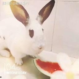 兔子吃瓜头像,趣味横生的形象演绎