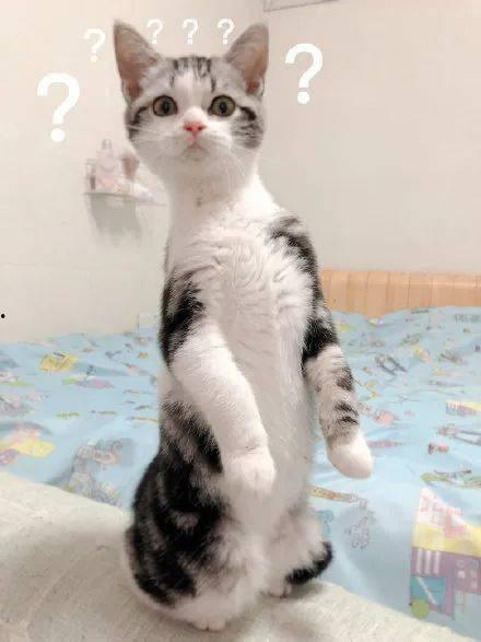 猫吃瓜的危害,揭秘宠物饮食误区