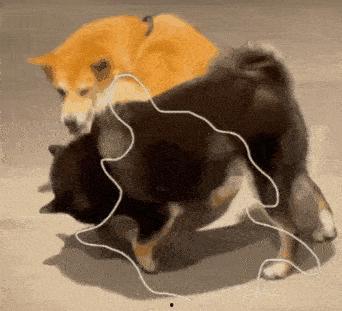 狗狗吃瓜头像,狗狗吃瓜头像萌态百出