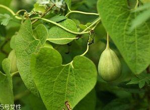 梢瓜减肥可以吃吗,健康美味两不误的绿色减肥食谱