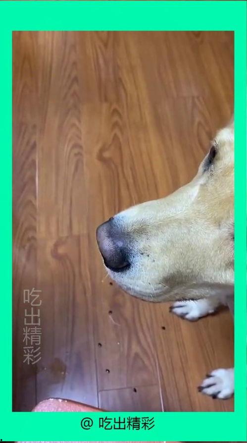 狗吃酥瓜吐了,宠物饮食安全引关注