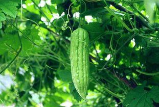 夏天吃的瓜根叫什么