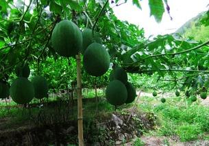 吊瓜怎么剁碎吃