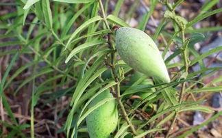 吃瓢瓜好吗,吃瓢瓜的好处与注意事项