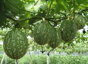 认真吃瓜图片,揭秘“认真吃瓜”背后的故事