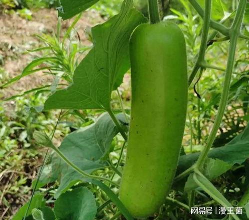 吃瓜视频唯美,吃瓜视频唯美瞬间回顾