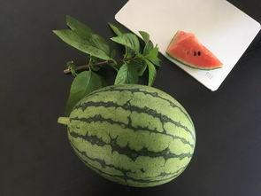 发货吃瓜,揭秘物流行业背后的趣味故事